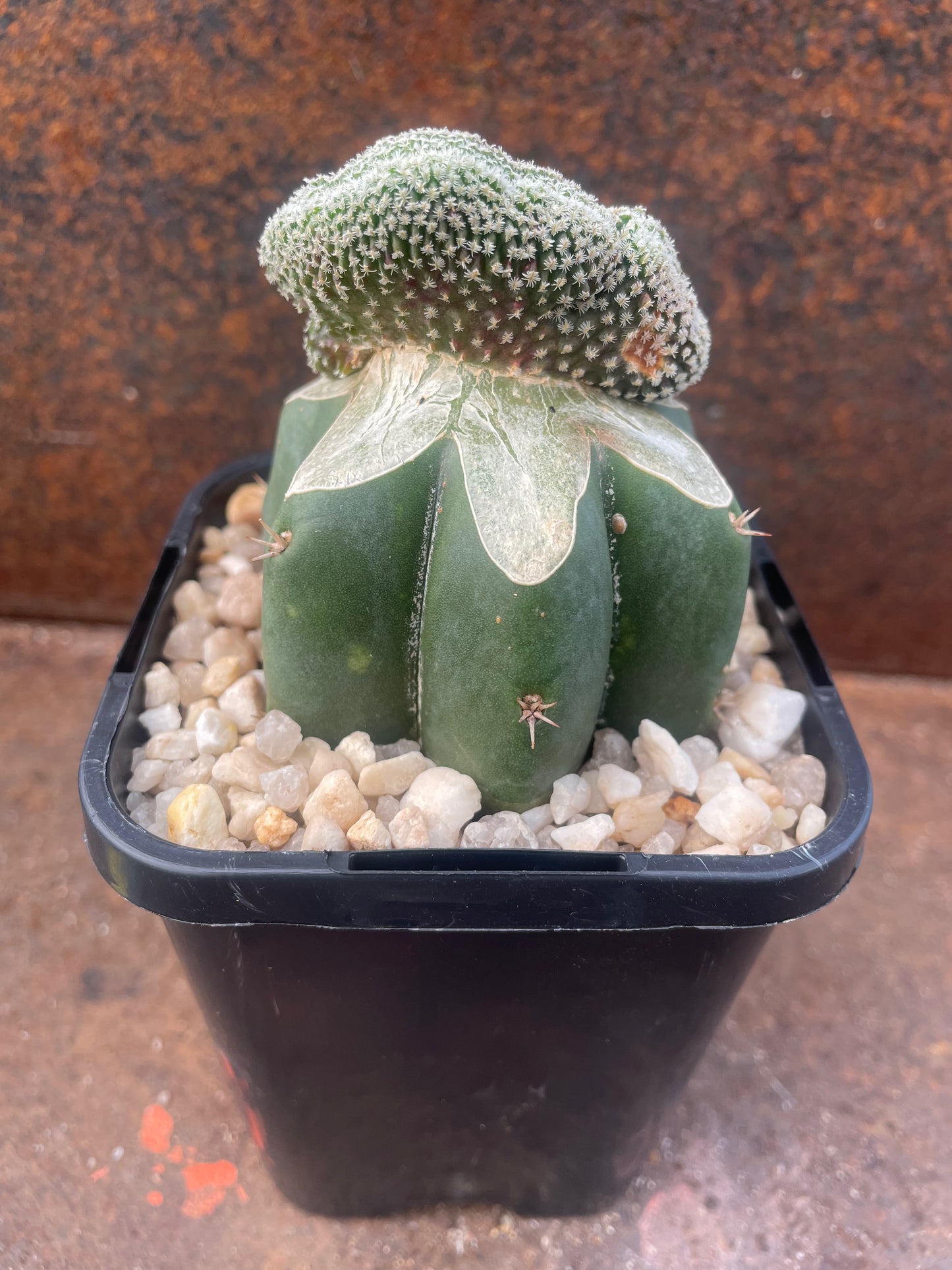 Turbinicarpus pseudopectinifera crested - plant A