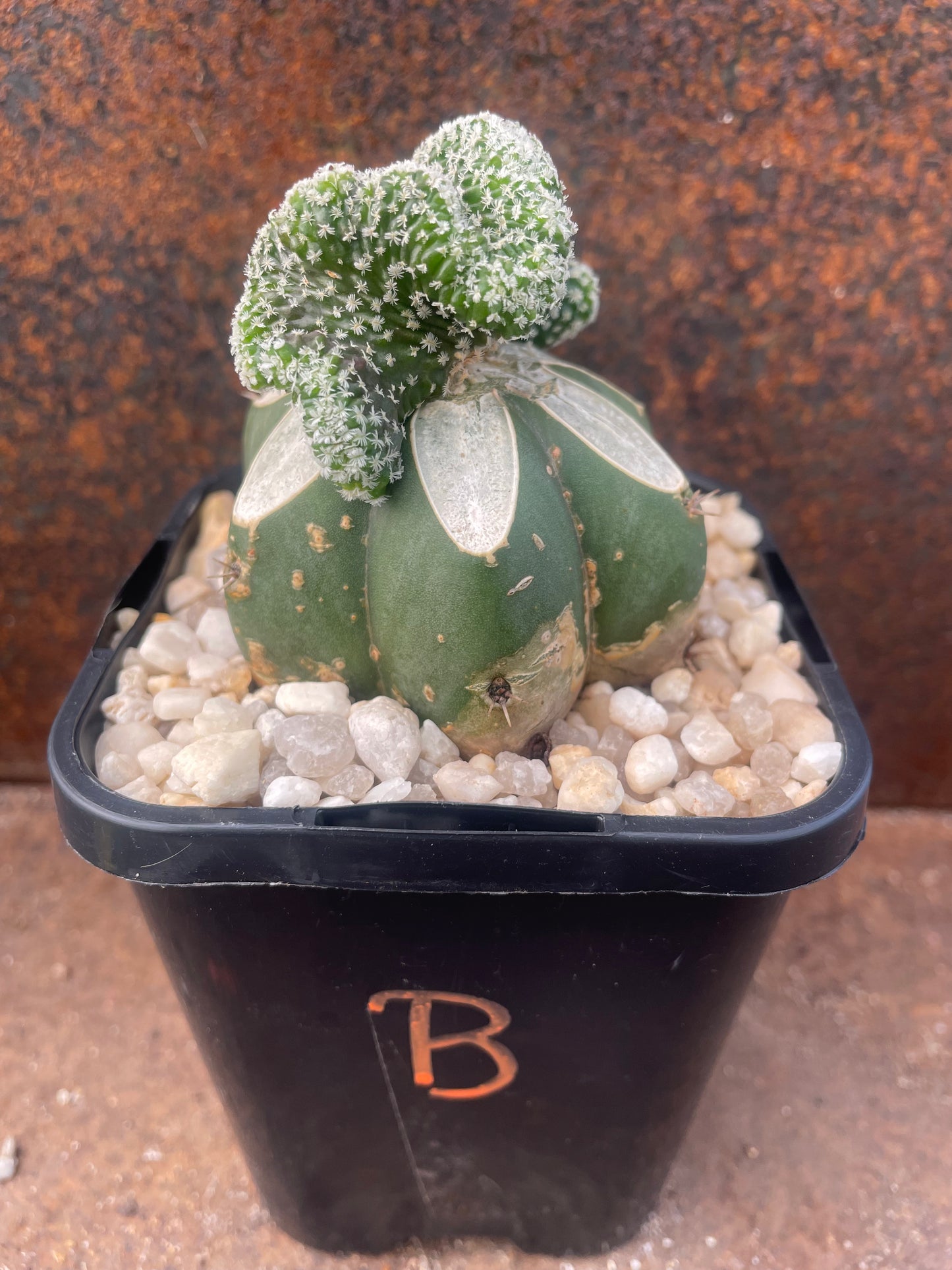 Turbinicarpus pseudopectinifera crested - plant B