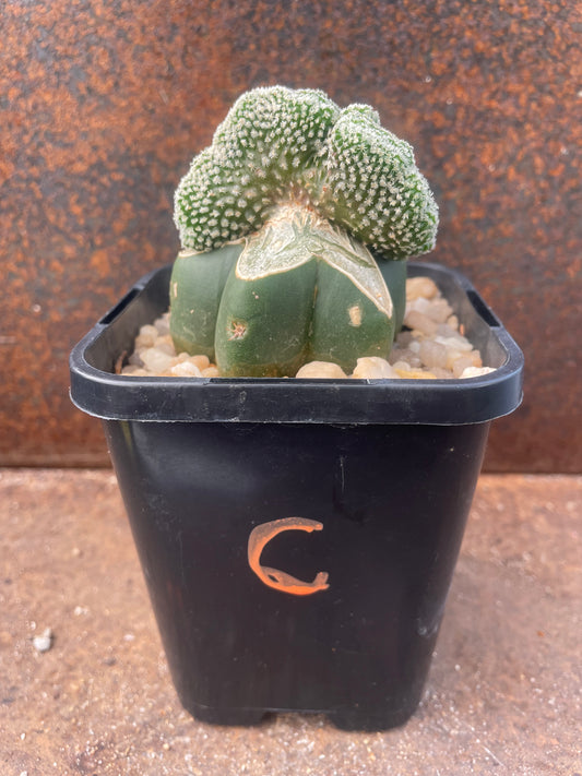 Turbinicarpus pseudopectinifera crested - plant C
