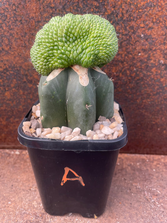 Rebutia krainziana cv inermis cristata - plant A