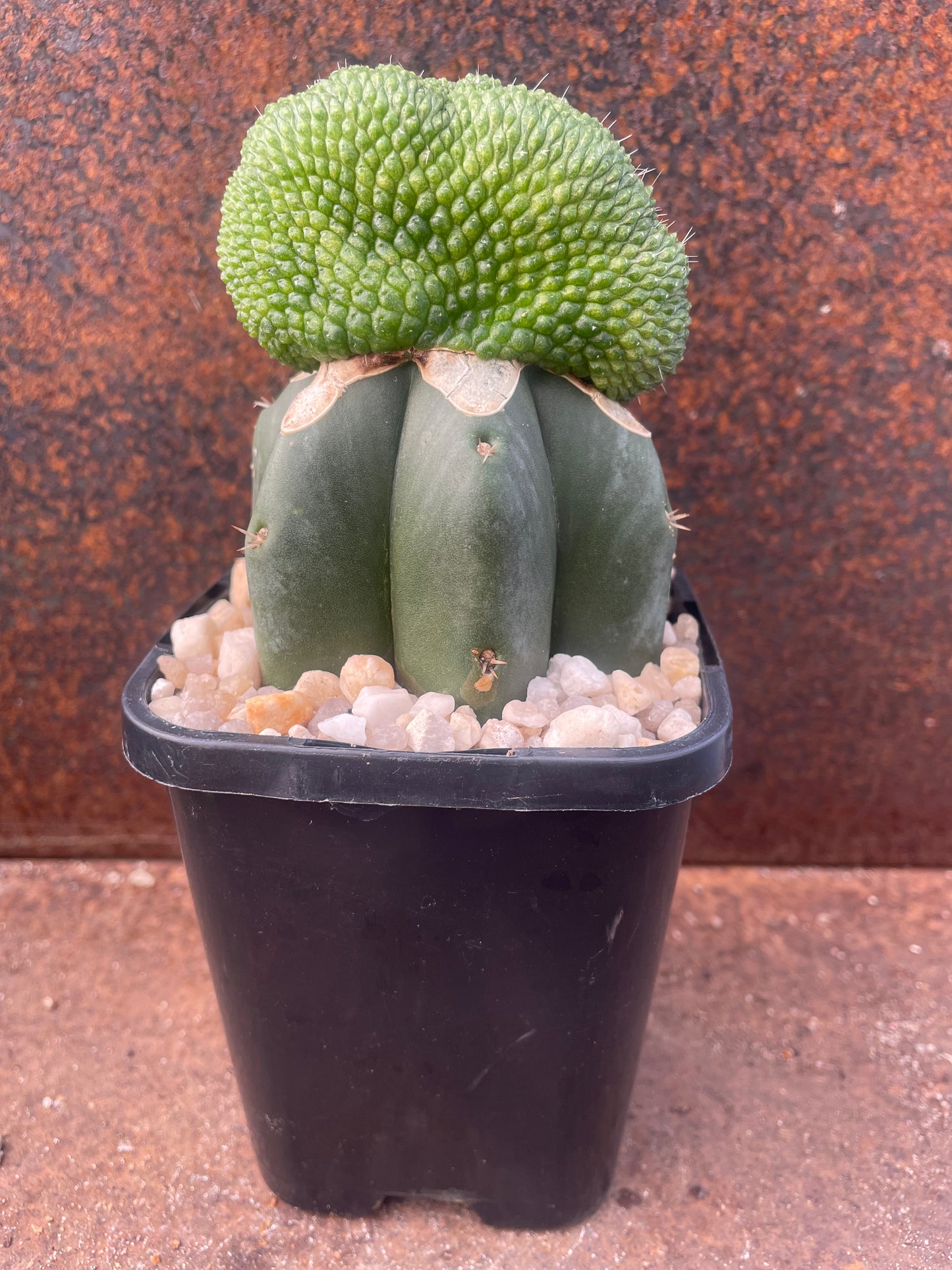 Rebutia krainziana cv inermis cristata