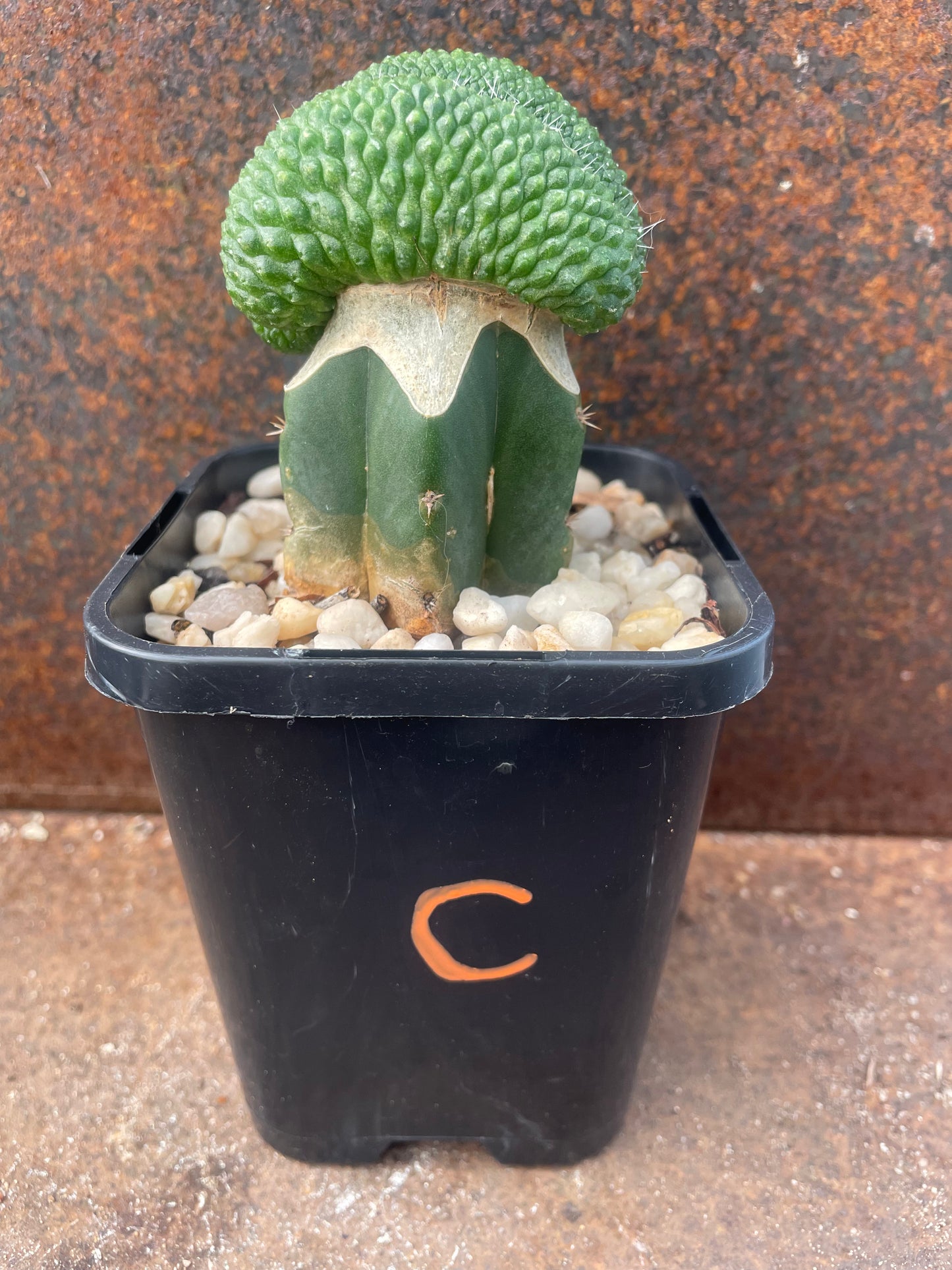Rebutia krainziana cv inermis cristata - plant C