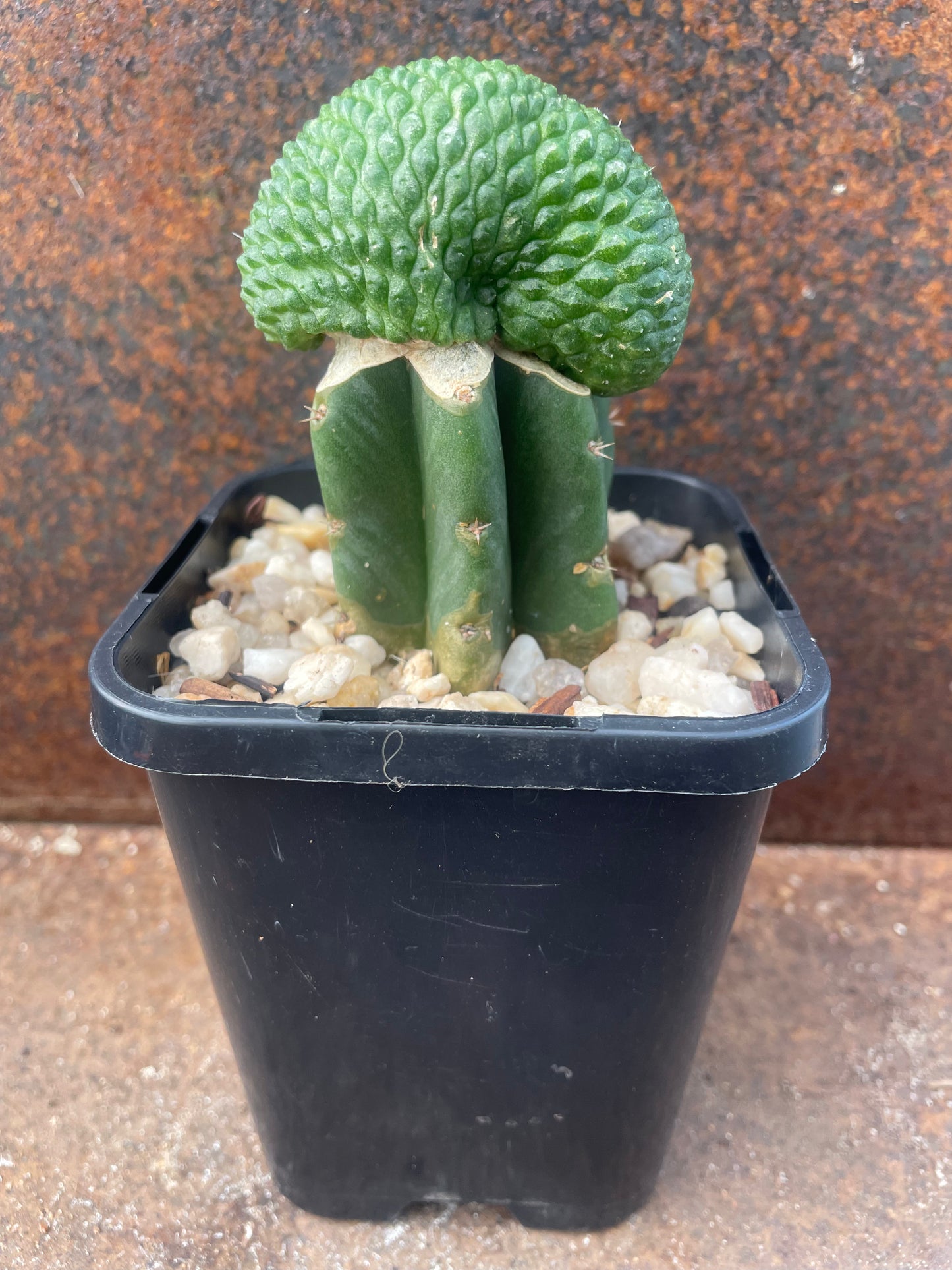 Rebutia krainziana cv inermis cristata - plant C
