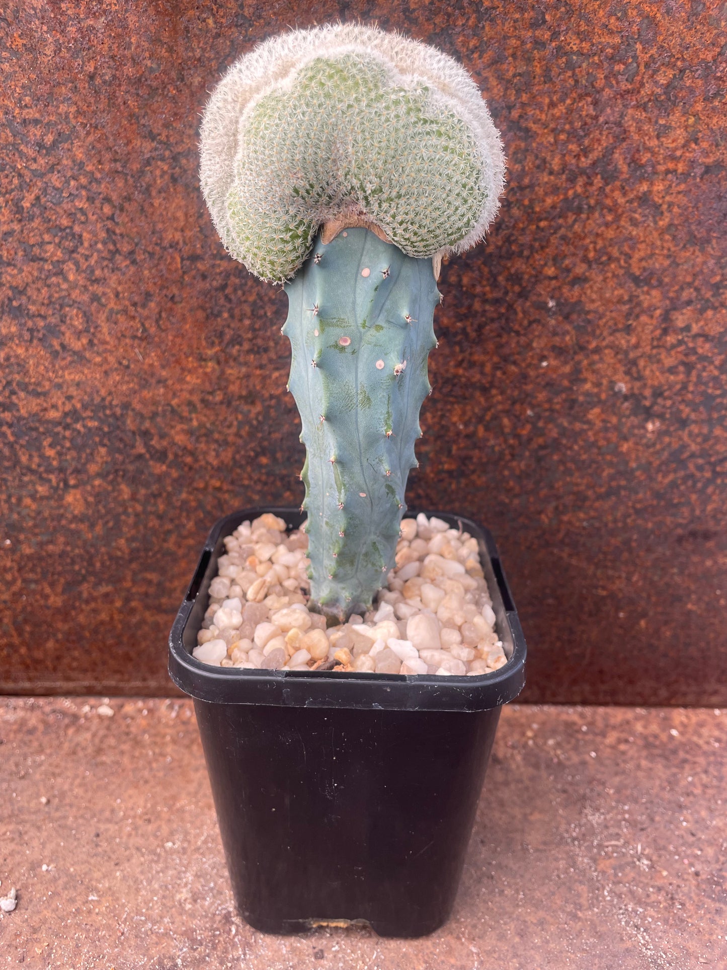 Epithelantha unguispina crest