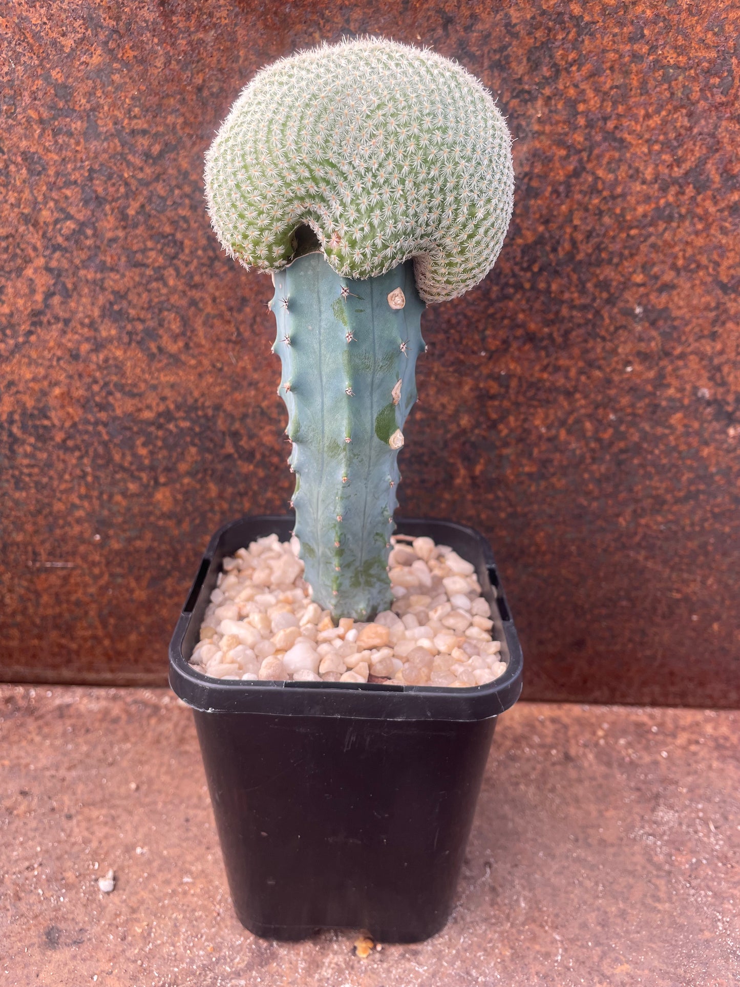 Epithelantha unguispina crest