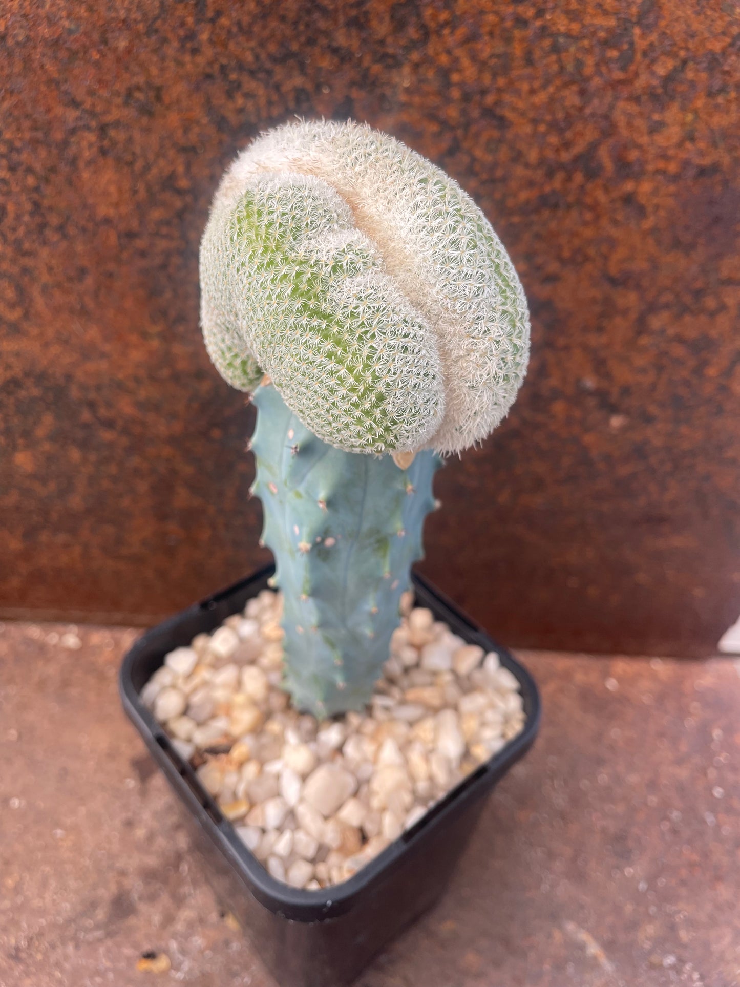 Epithelantha unguispina crest