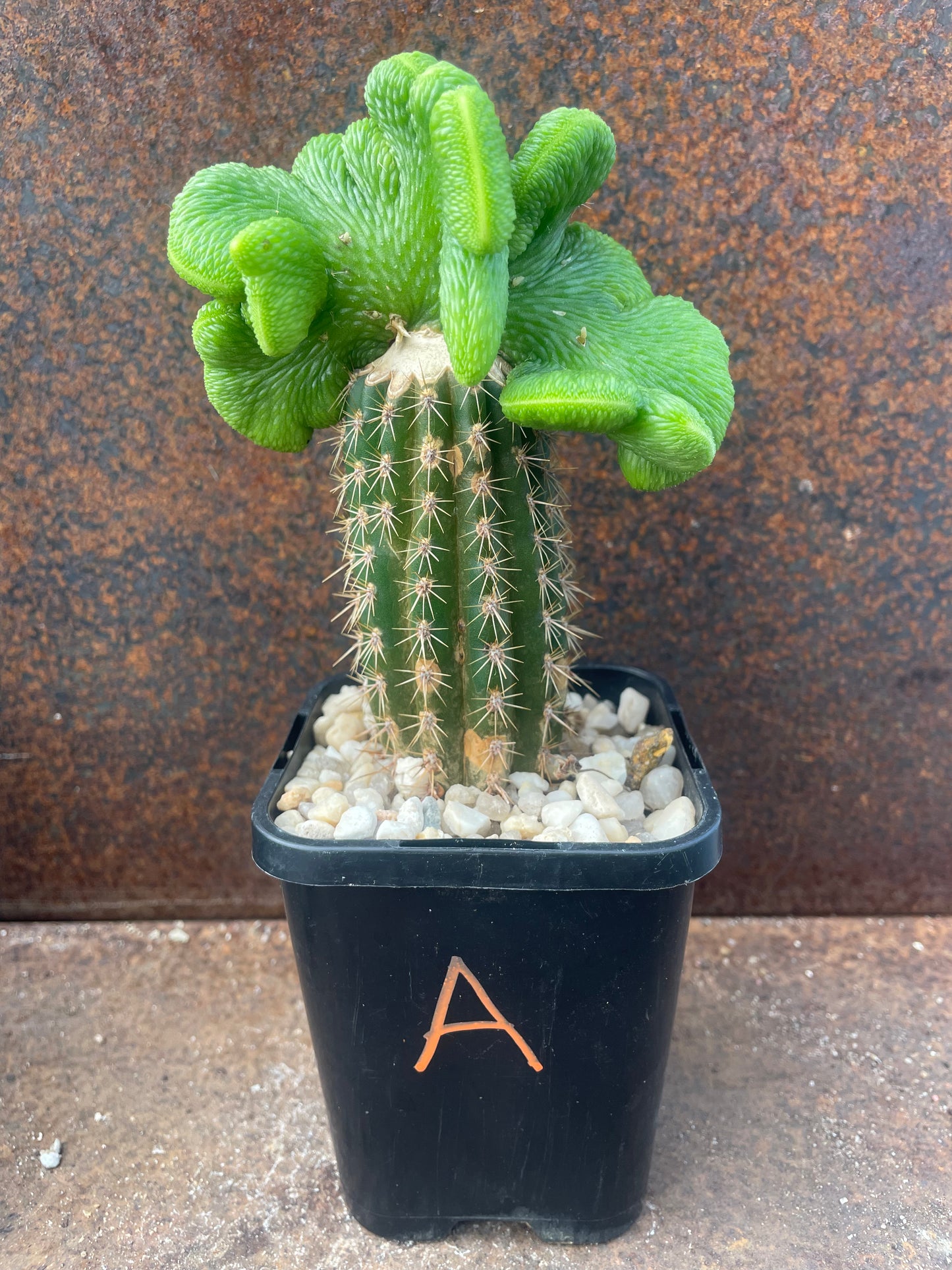 Hildewintera colademononis cv inermis cristata ‘spineless, crested monkey tail cactus’ - Plant A