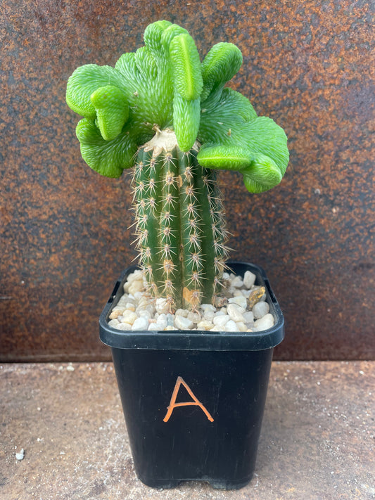 Hildewintera colademononis cv inermis cristata ‘spineless, crested monkey tail cactus’ - Plant A
