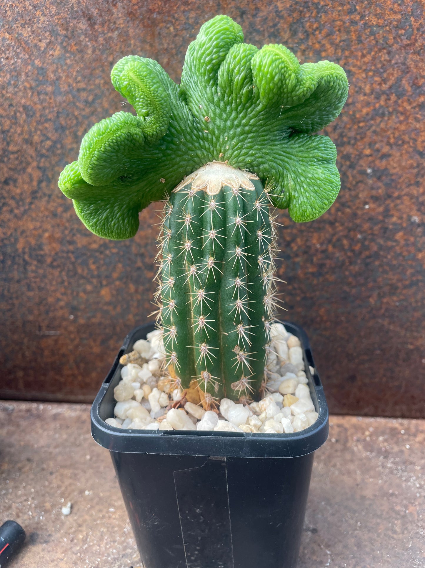 Hildewintera colademononis cv inermis cristata ‘spineless, crested monkey tail cactus’ - Plant A
