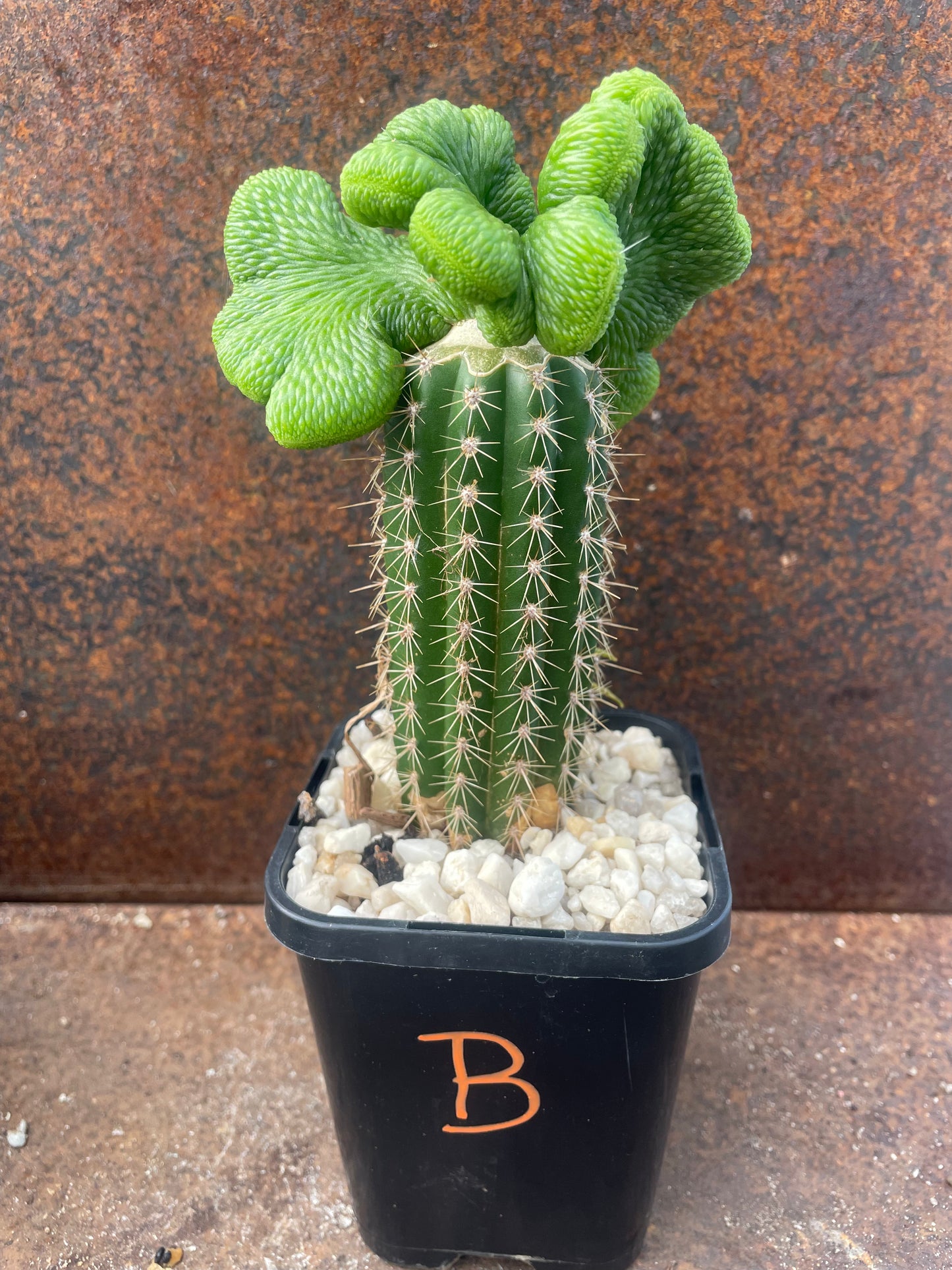 Hildewintera colademononis cv inermis cristata ‘spineless, crested monkey tail cactus’ - Plant B