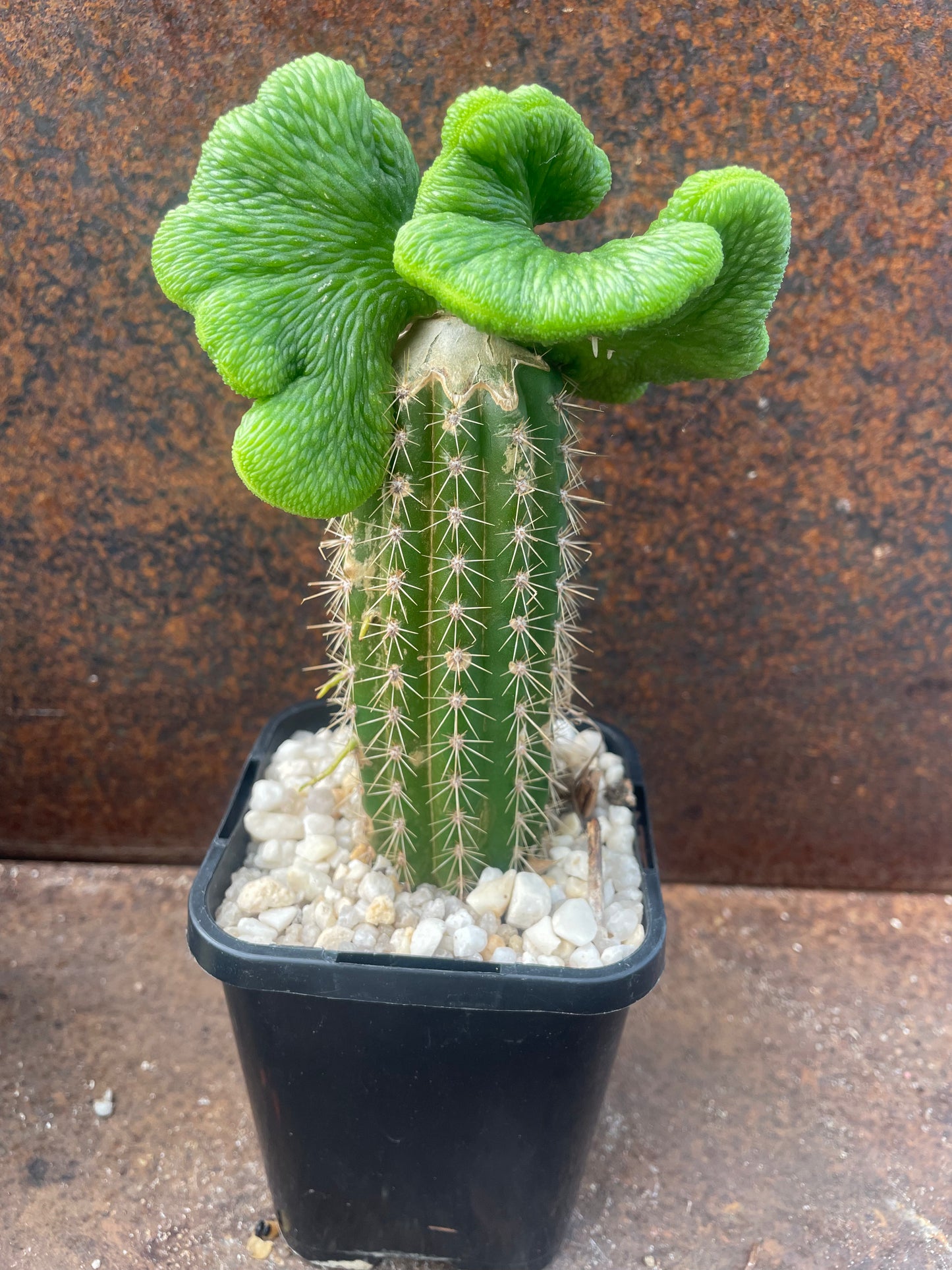 Hildewintera colademononis cv inermis cristata ‘spineless, crested monkey tail cactus’ - Plant B