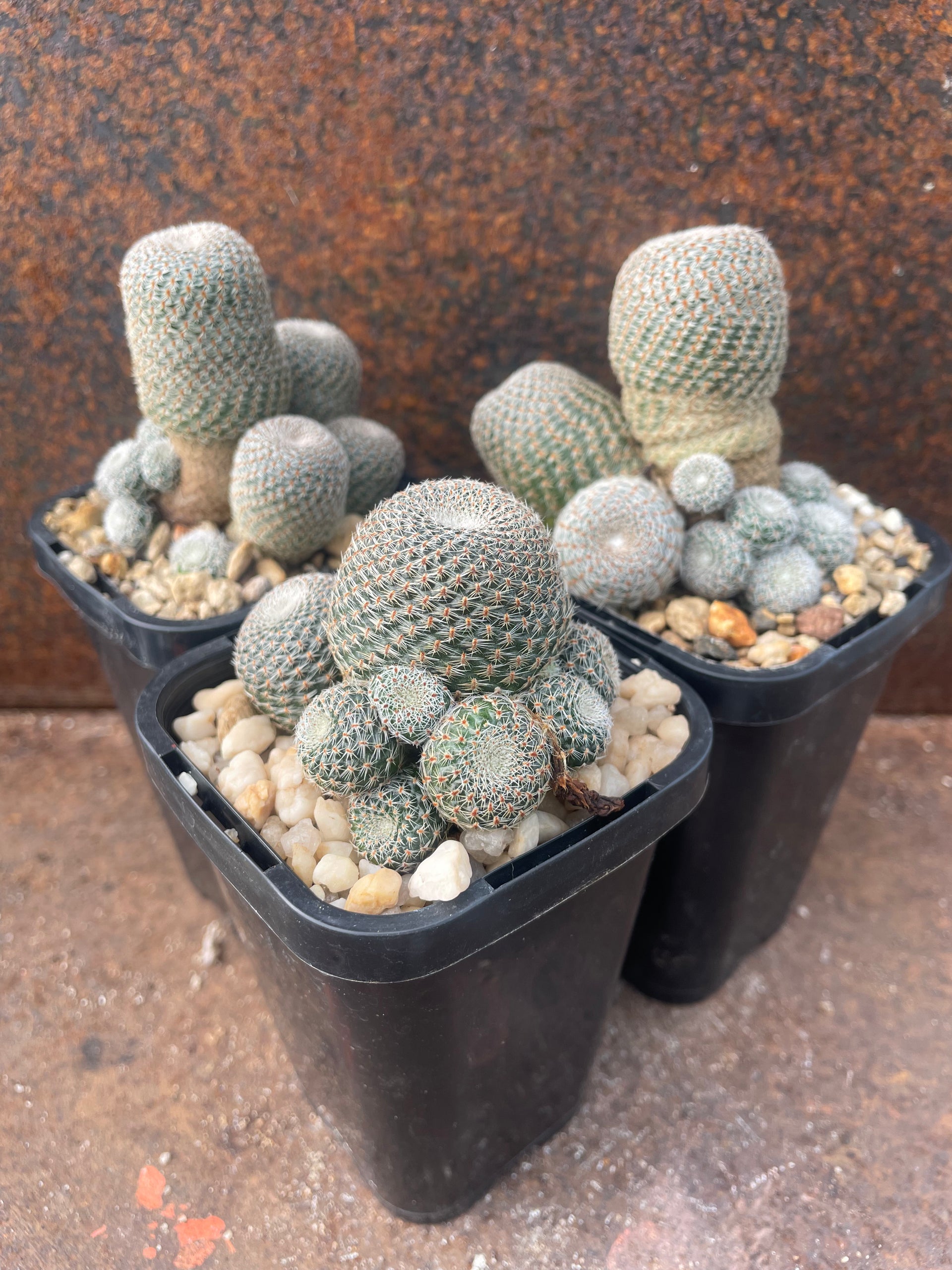 rebutia heliosa Rebutia heliosa – Pete's Perfect Plants