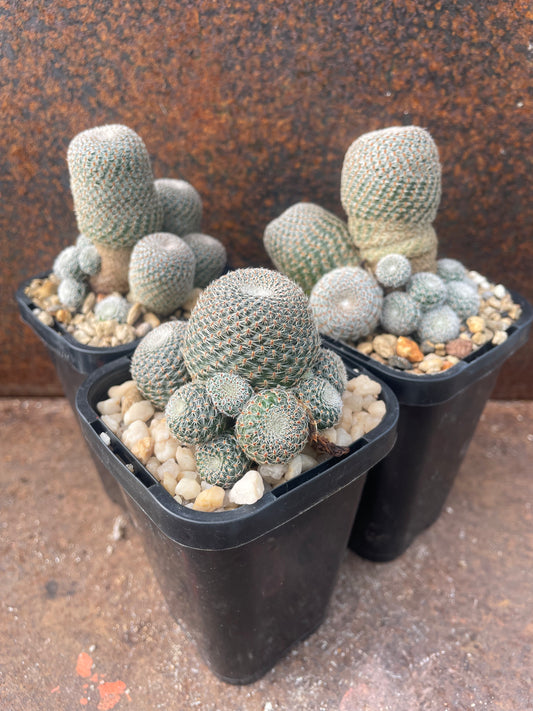 Rebutia heliosa