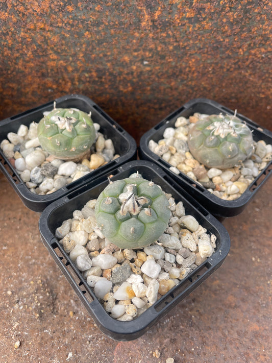 Turbinicarpus jauernigii