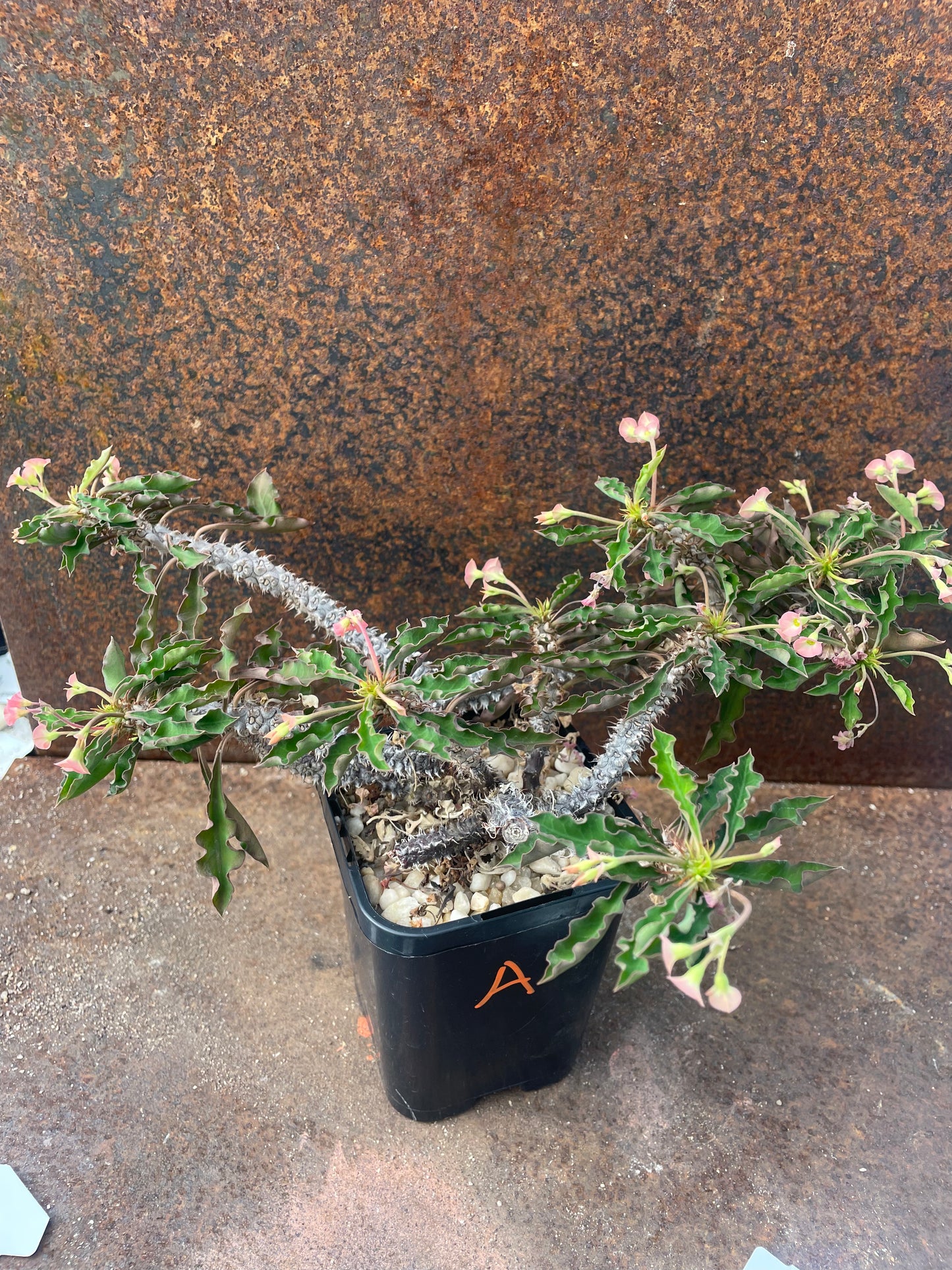 Euphorbia decaryi “The Dead Plant”