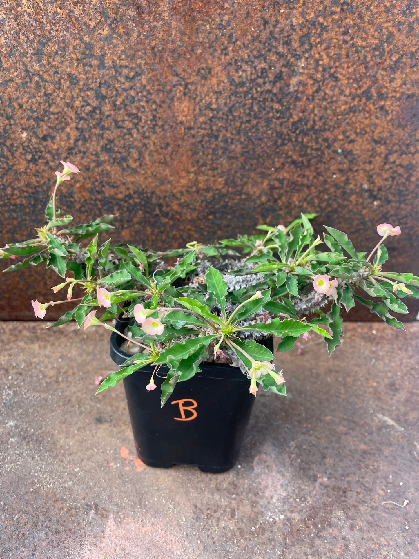 Euphorbia decaryi “The Dead Plant”