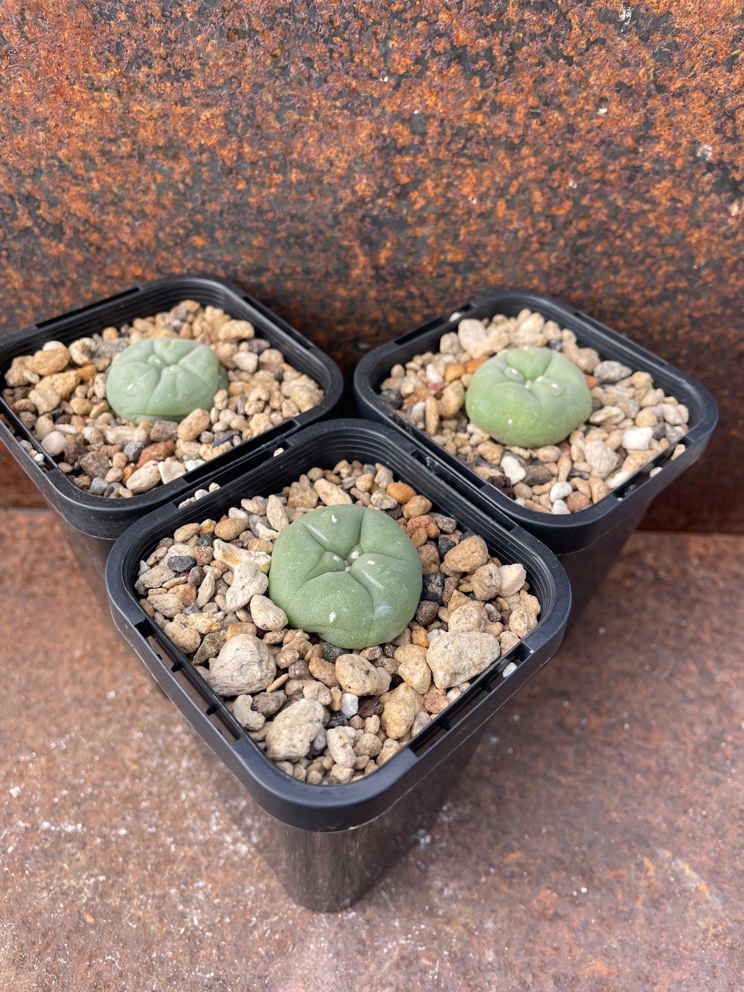 Lophophora diffusa (seed grown)