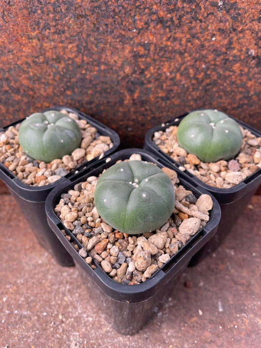 LW cedral (seed grown)
