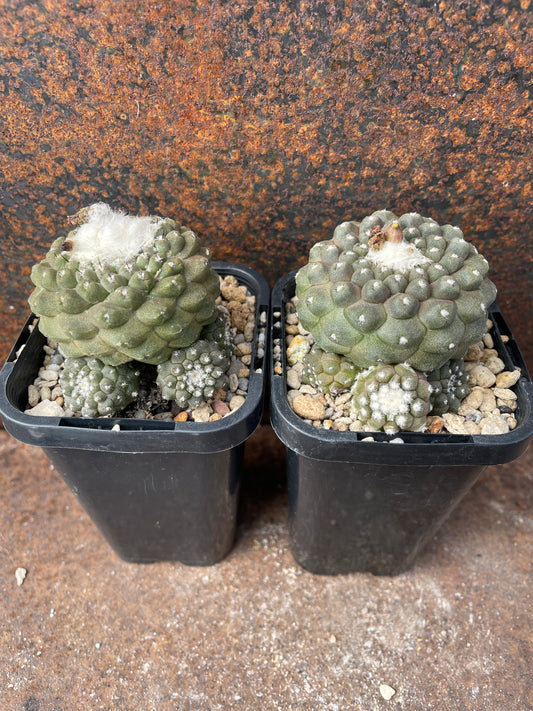 Copiapoa tenuissima 'Monstrose'