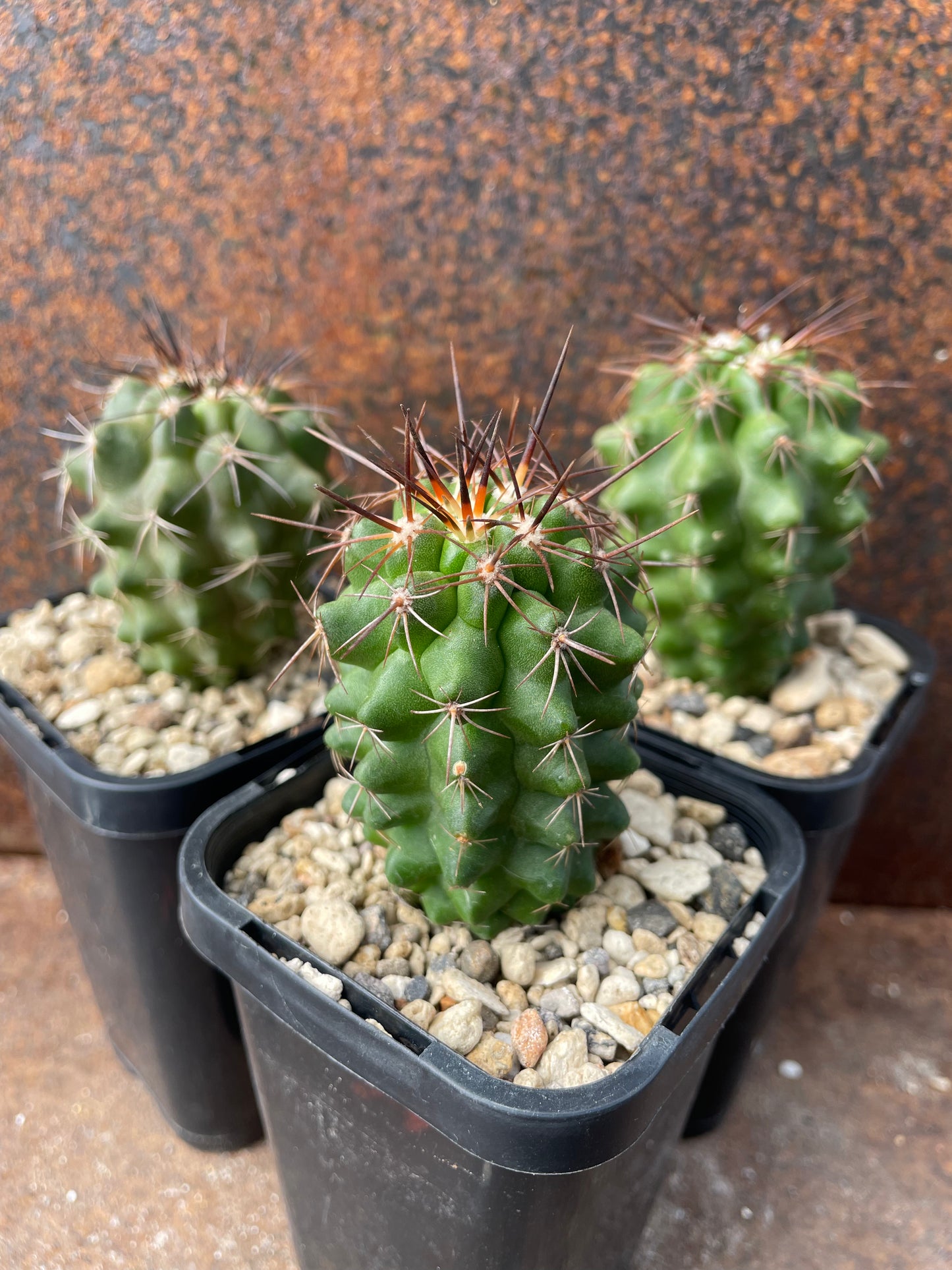 Copiapoa marginata
