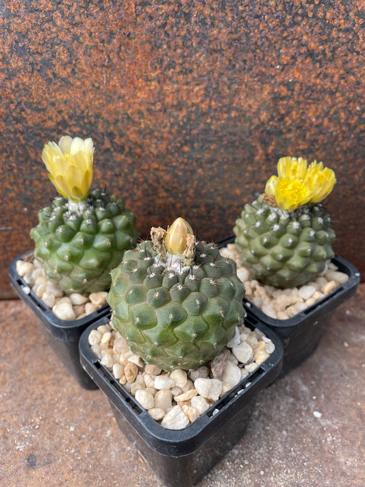 Copiapoa hypogaea