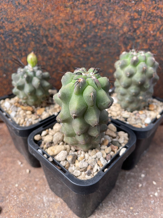 Copiapoa oliviana “paposo”