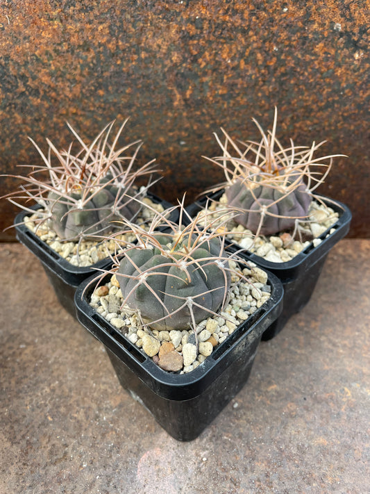 Gymnocalycium mazanense v ferox