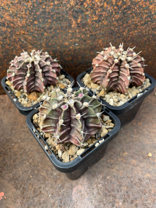 Gymnocalycium stenopleurum LB 2178 "Agua Dulce"