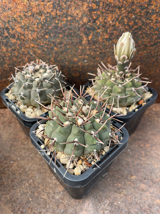Gymnocalycium pseudoragonesii