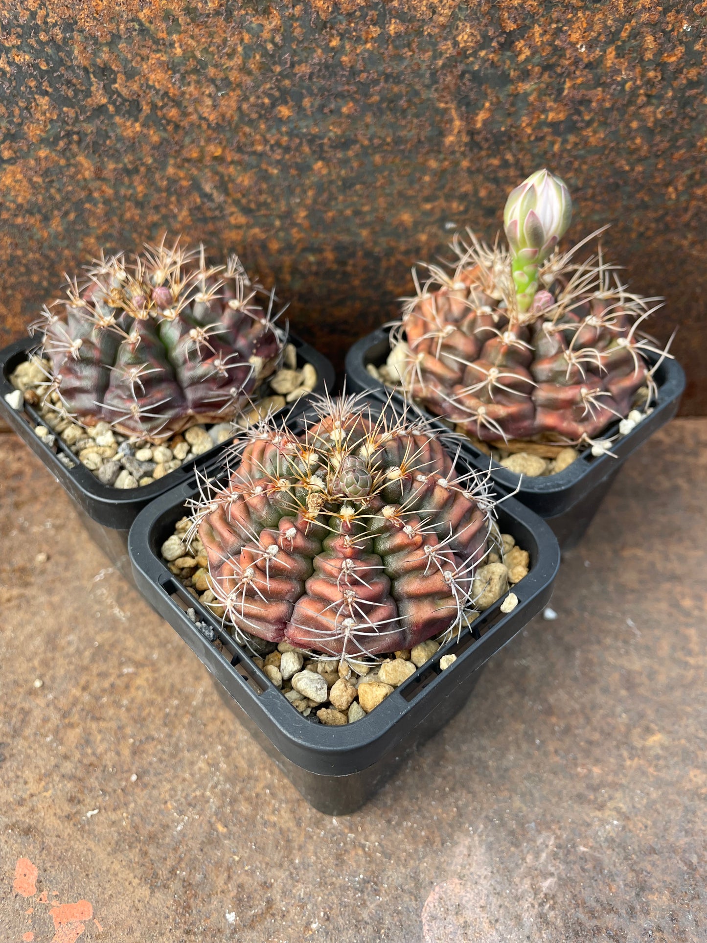Gymnocalycium rotundulum