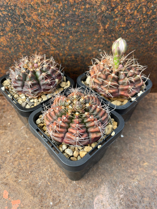 Gymnocalycium rotundulum