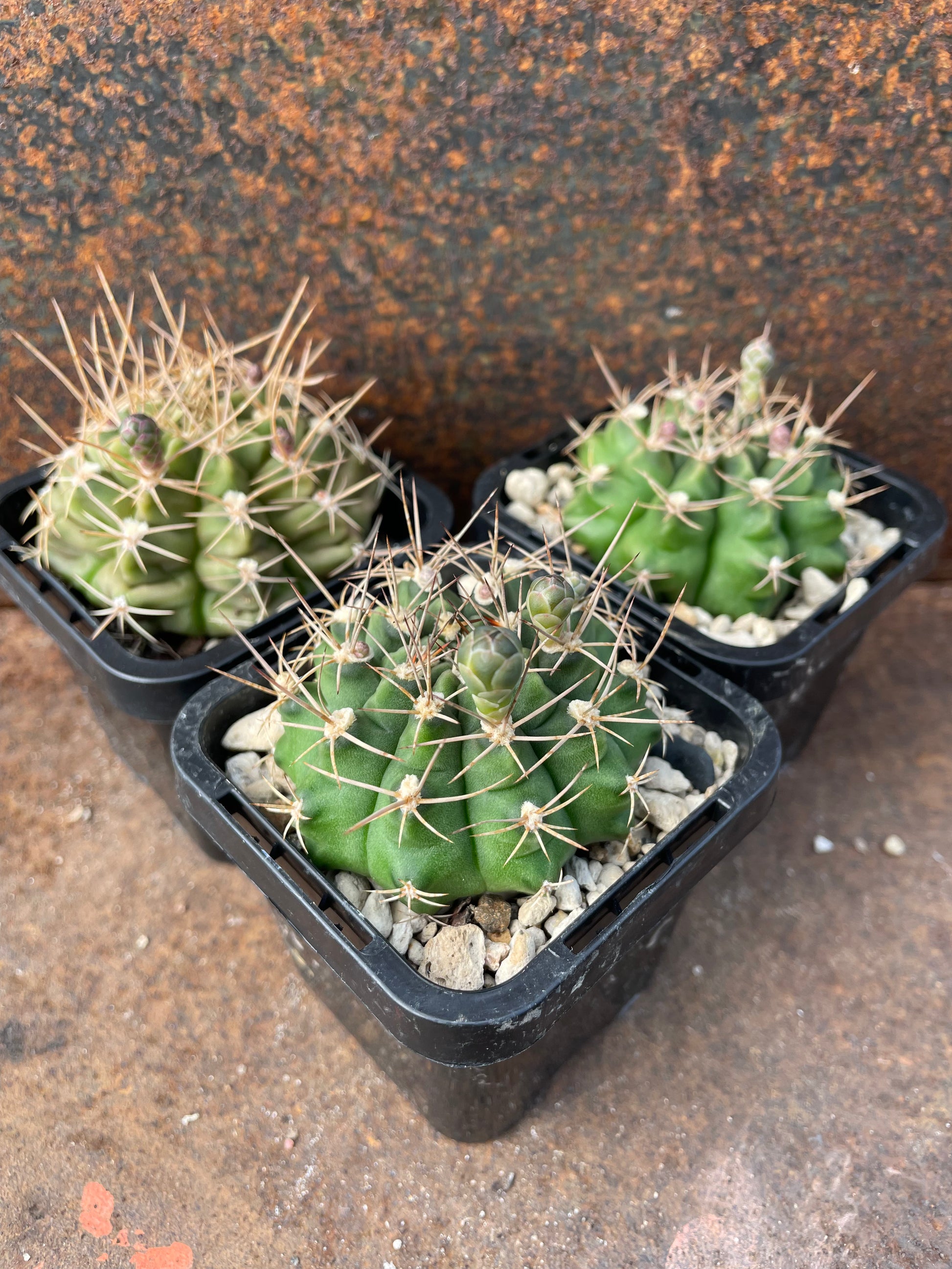 Gymnocalycium damsii  Pete's Perfect Plants