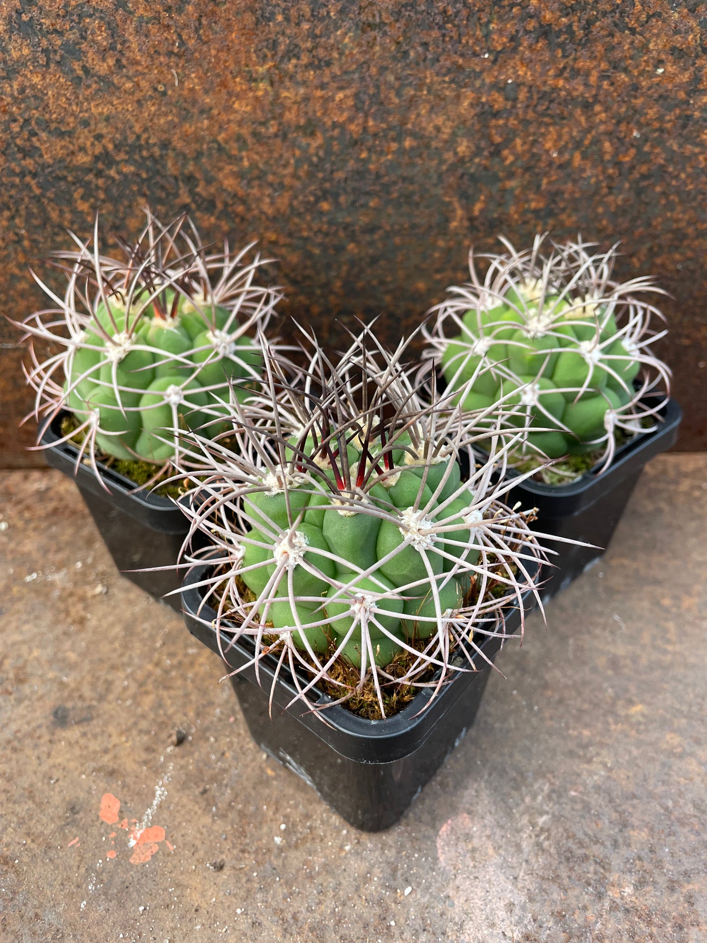 Gymnocalycium saglionis