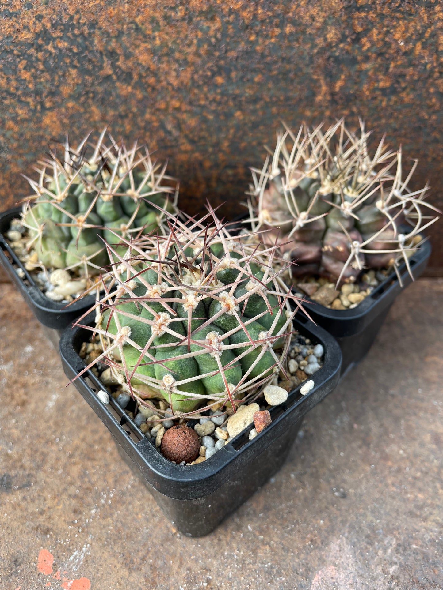 Gymnocalycium michoga