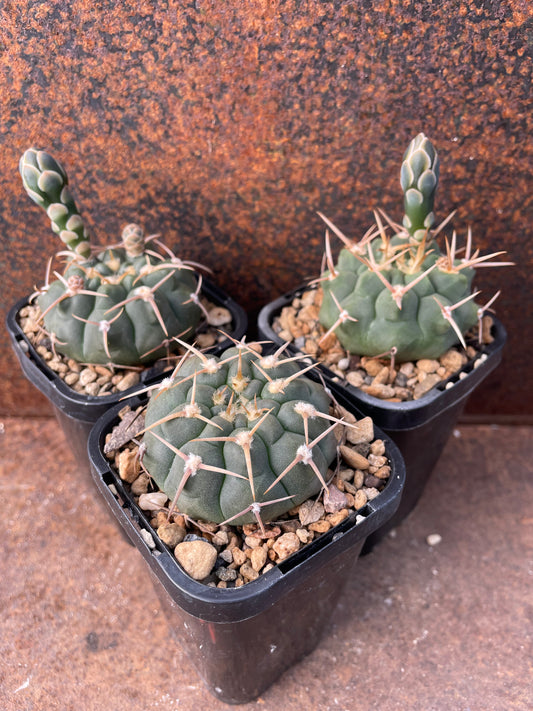 Gymnocalycium three strong spike (Japanese seeds)