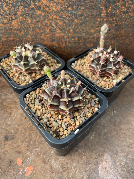 Gymnocalycium mihanovichii sepiaA x aurora