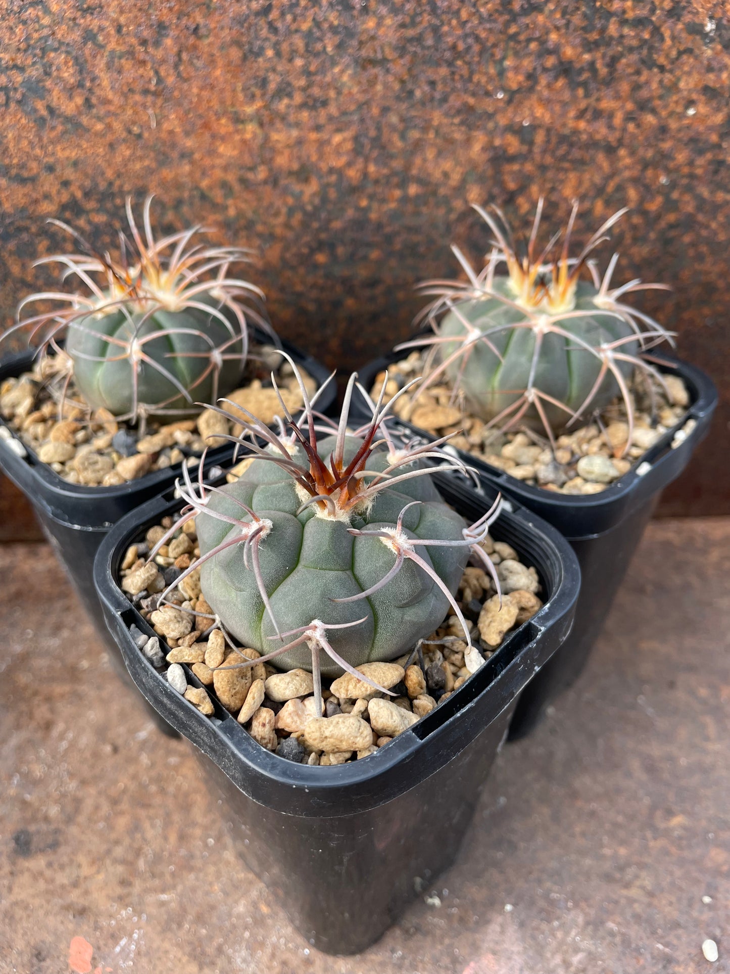 Gymnocalycium spegazzinii “Wild Spike”