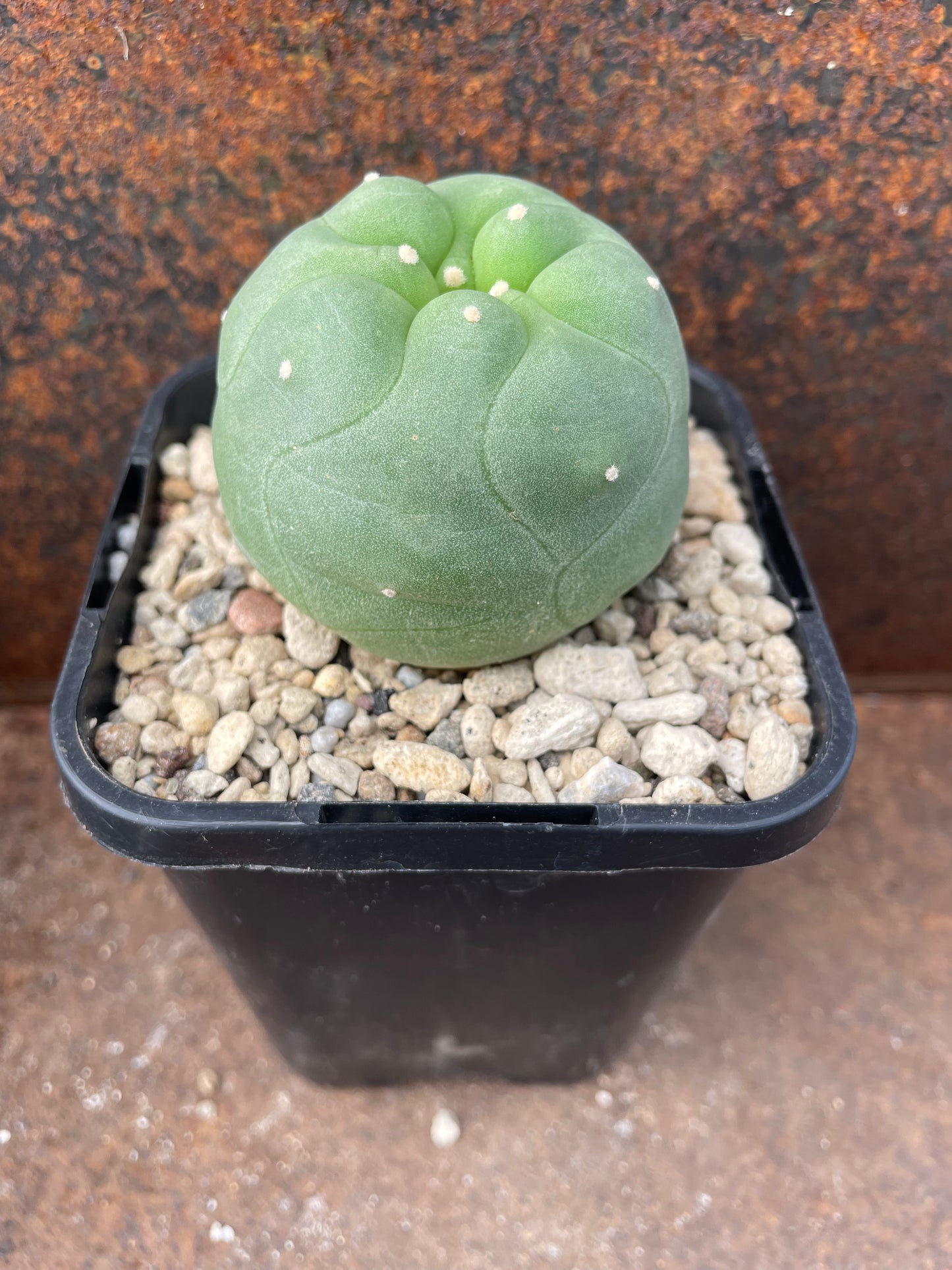 Lophophora diffusa (seed grown)