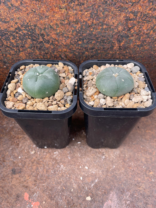 Lophophora williamsii v San Roberto Nuevo Leon (Seed grown)