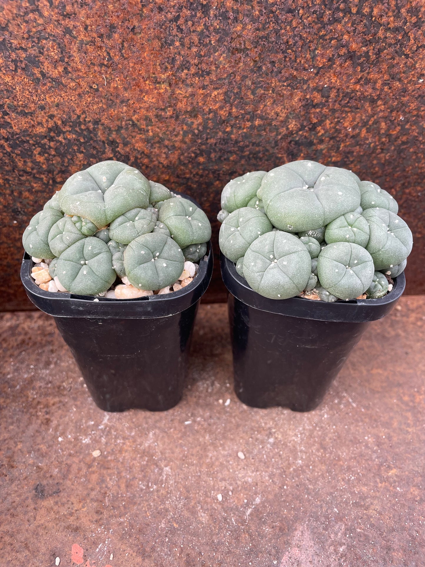 Lophophora williamsii caespitosa (seed grown)