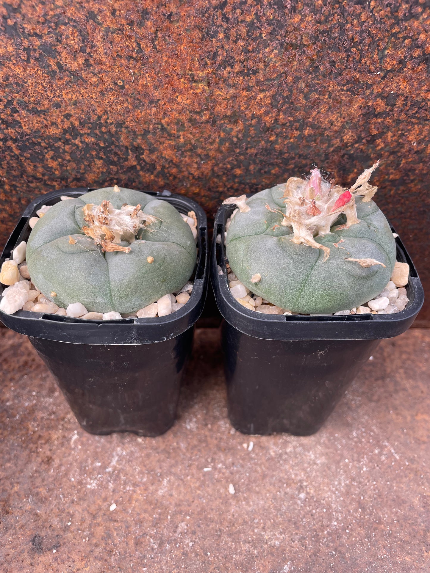 LW Northern Form (seed grown)