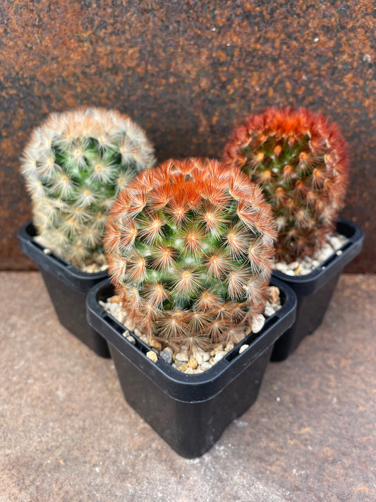 Mammillaria carmenae "feather cactus"