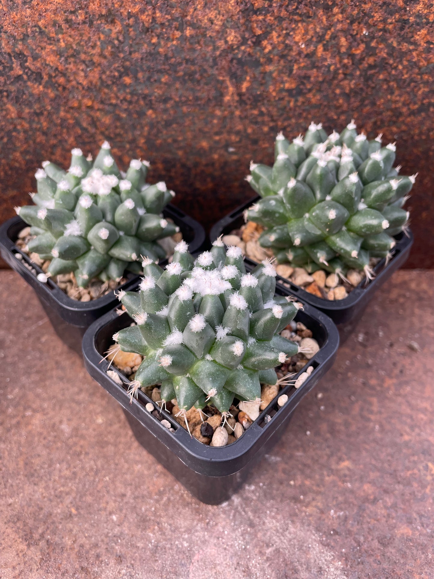 Mammillaria bucareliensis