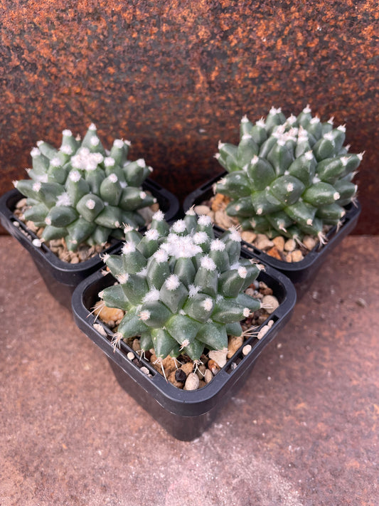 Mammillaria bucareliensis