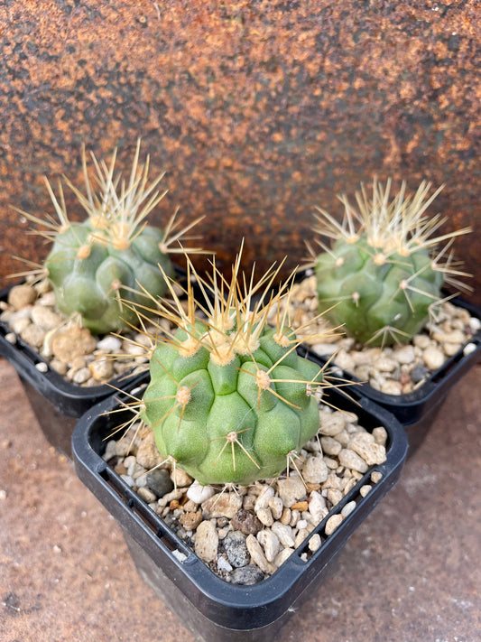 Copiapoa haseltoniana