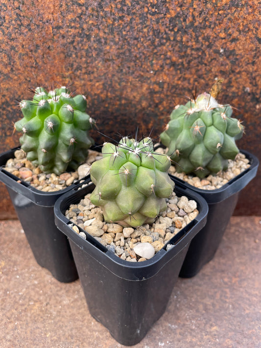 Copiapoa oliviana “paposo”