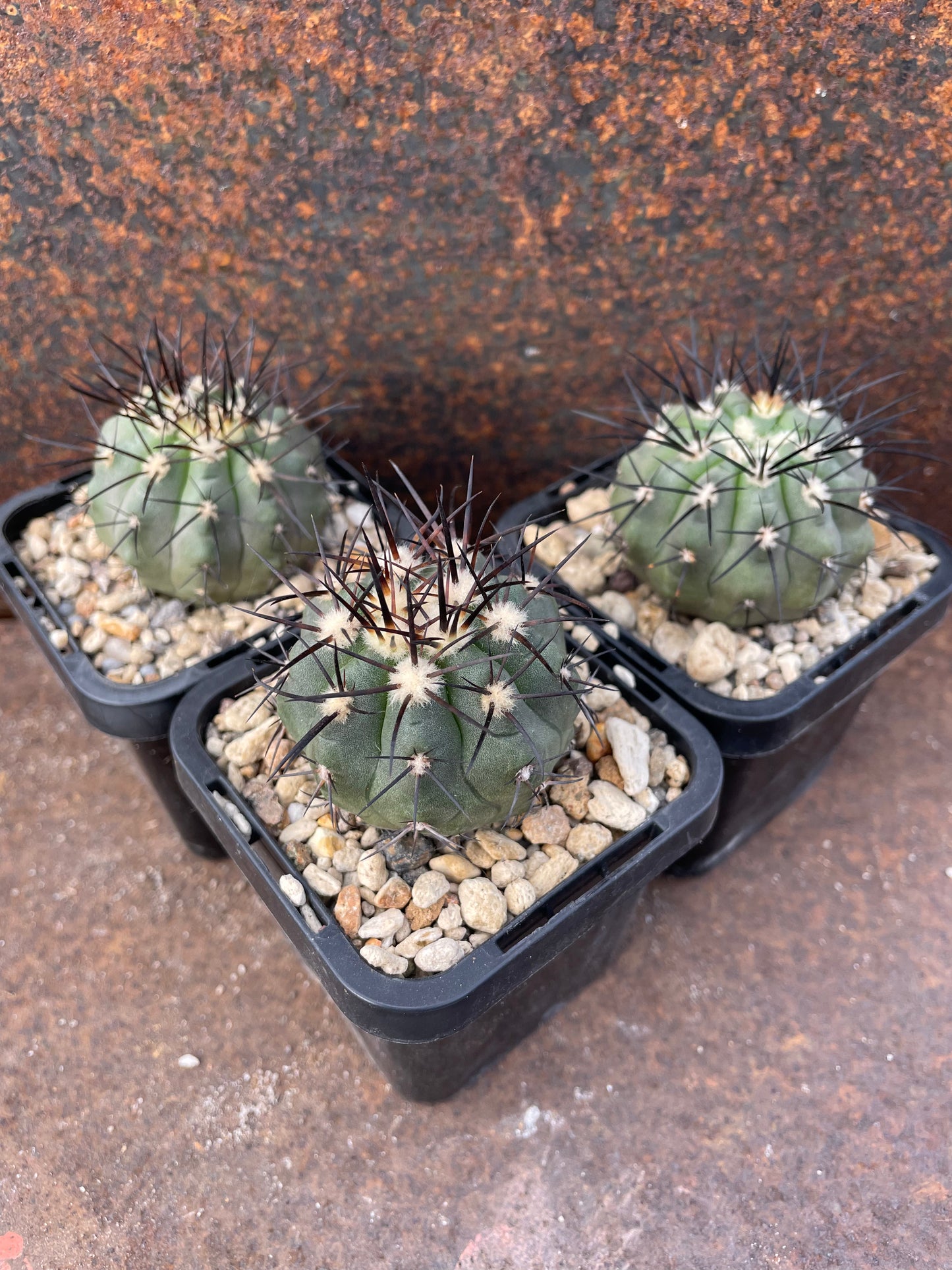 Copiapoa calderana