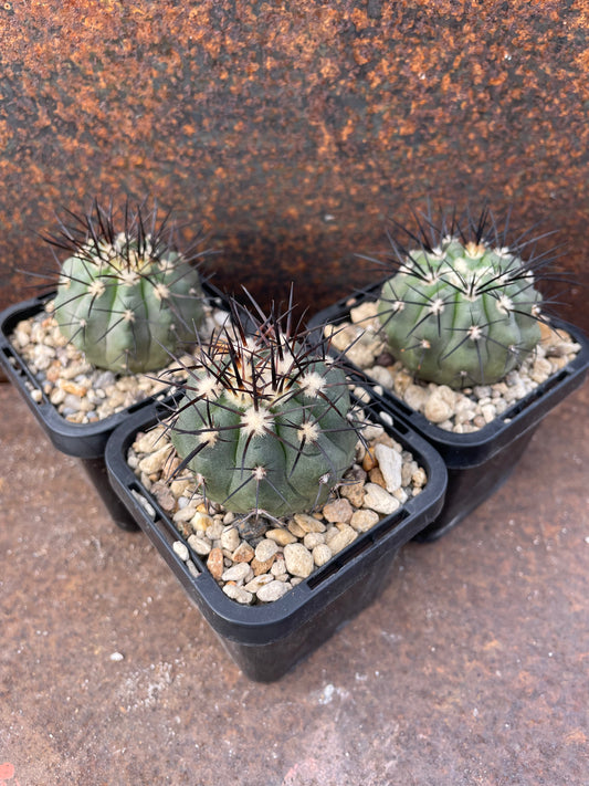 Copiapoa calderana