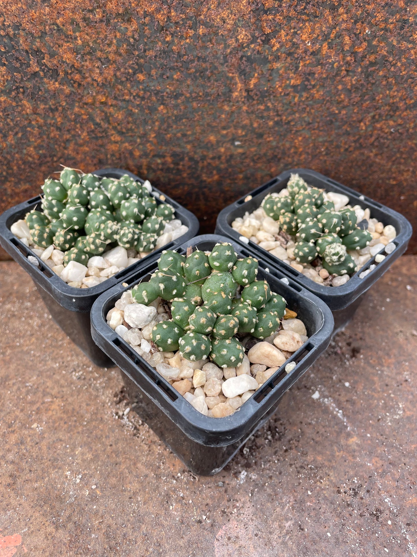 Tephrocactus mandragora