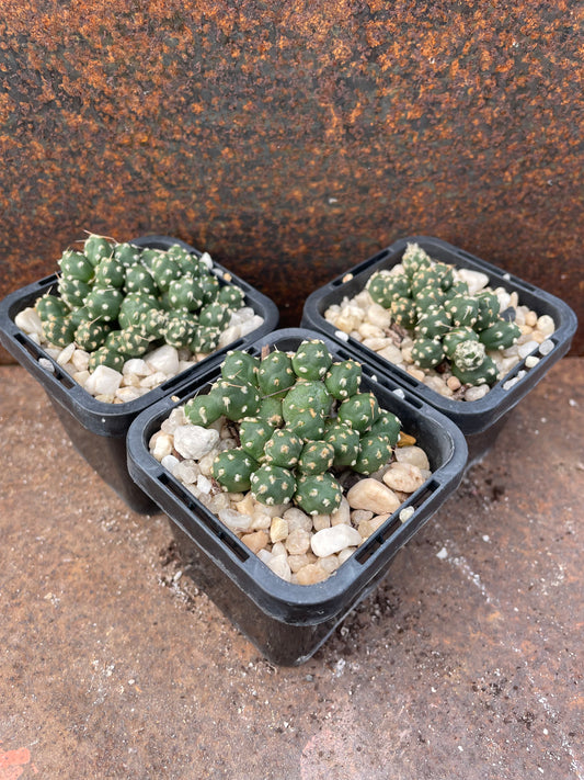 Tephrocactus mandragora